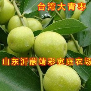 台湾大青枣苗新品种枣树苗南北方种植枣树苗包品种