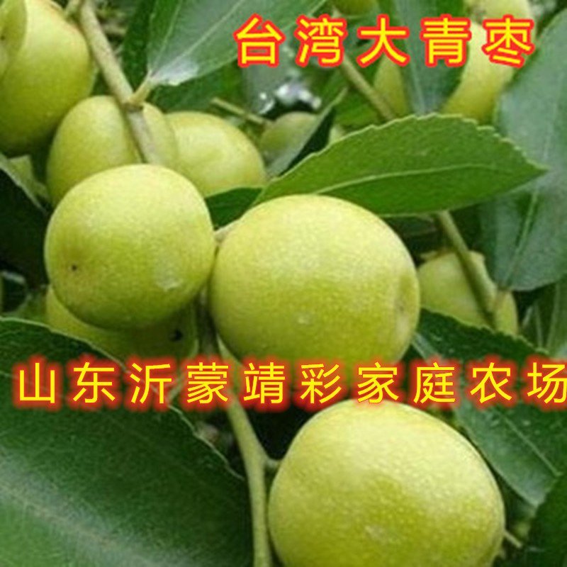 台湾大青枣苗新品种枣树苗南北方种植枣树苗包品种