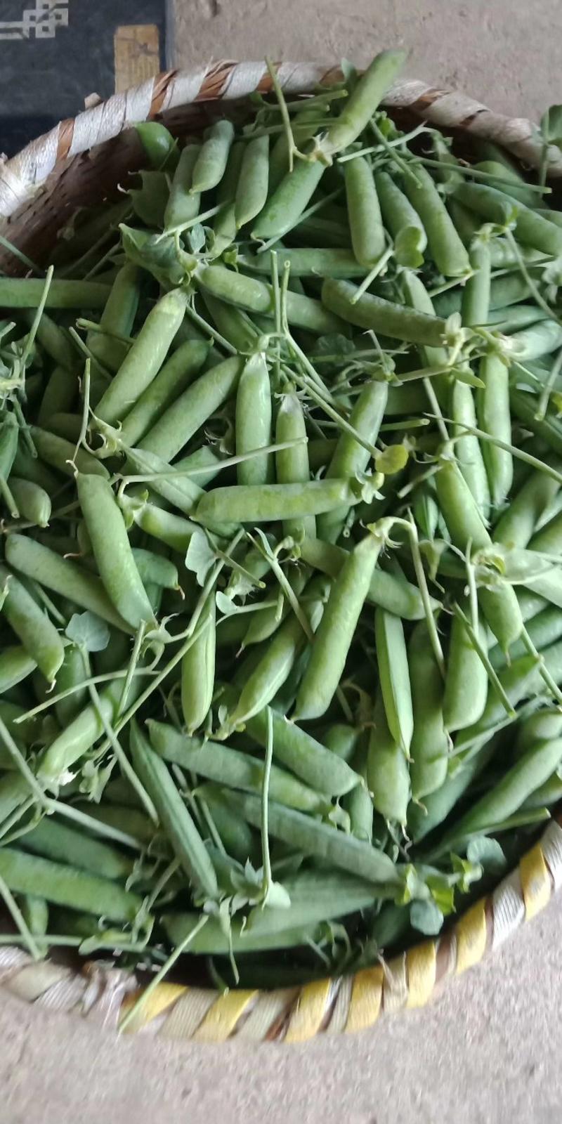 云南水果豌豆长寿豌豆甜脆豌豆大量上市欢迎订购