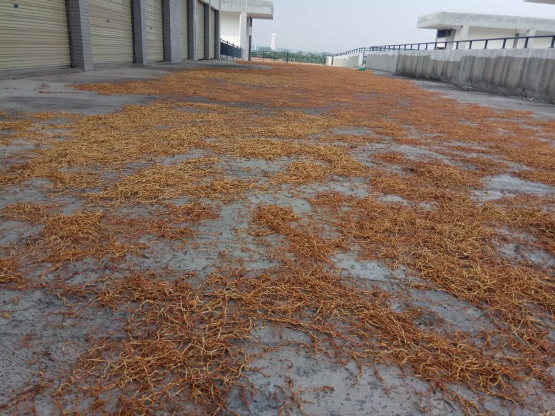 野生鱼腥草干根泡茶泡水