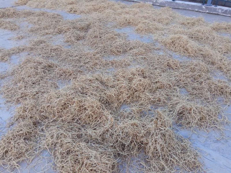 野生鱼腥草干根泡茶泡水