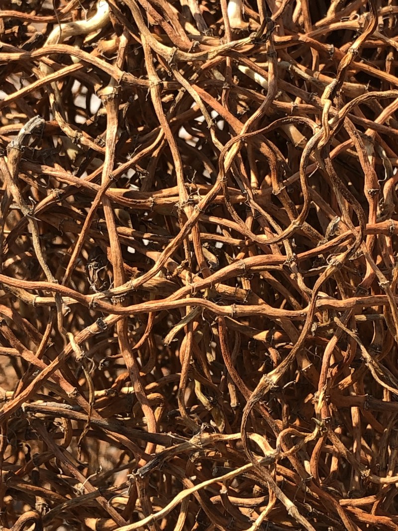 野生鱼腥草干根泡茶泡水