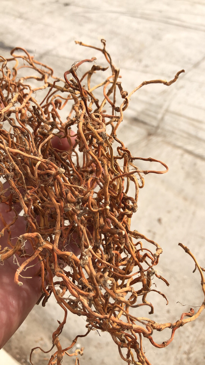 野生鱼腥草干根泡茶泡水