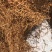 野生鱼腥草干根泡茶泡水