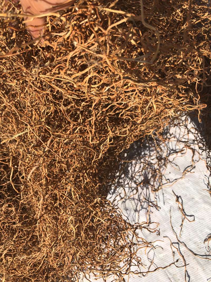 野生鱼腥草干根泡茶泡水