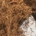 野生鱼腥草干根泡茶泡水