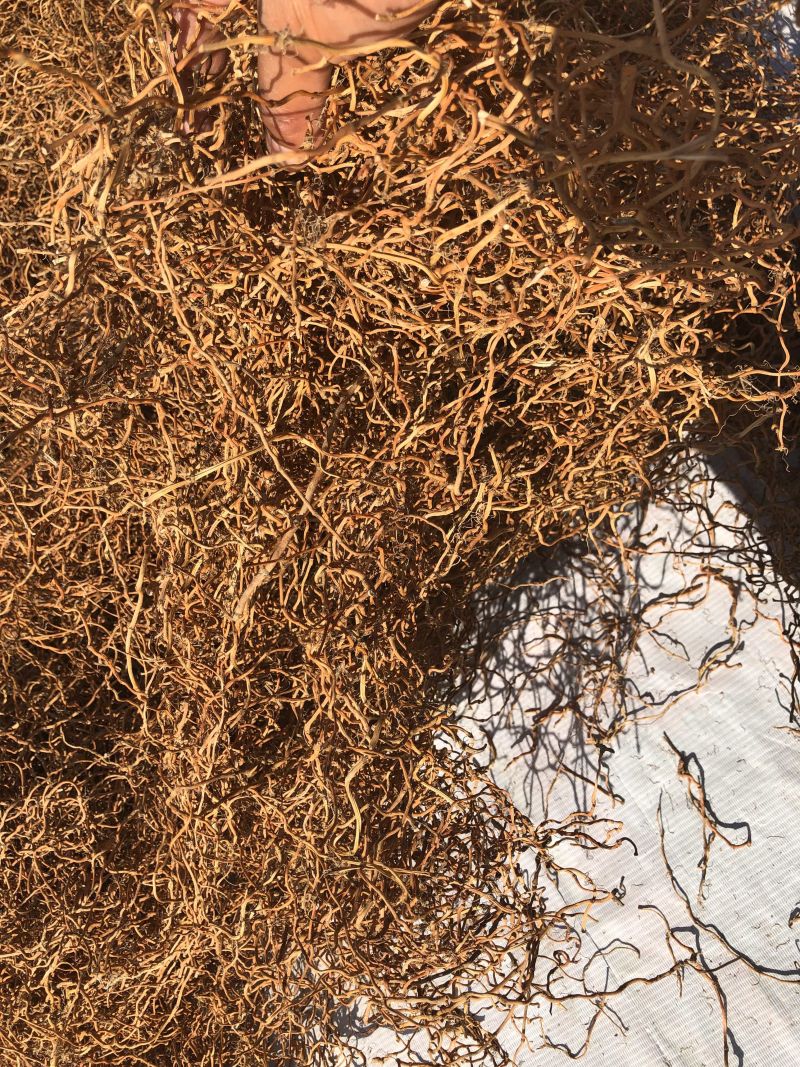 野生鱼腥草干根泡茶泡水