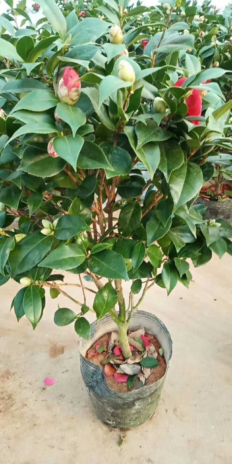 茶花，六角大红，香妃盆景茶花，室内绿植，