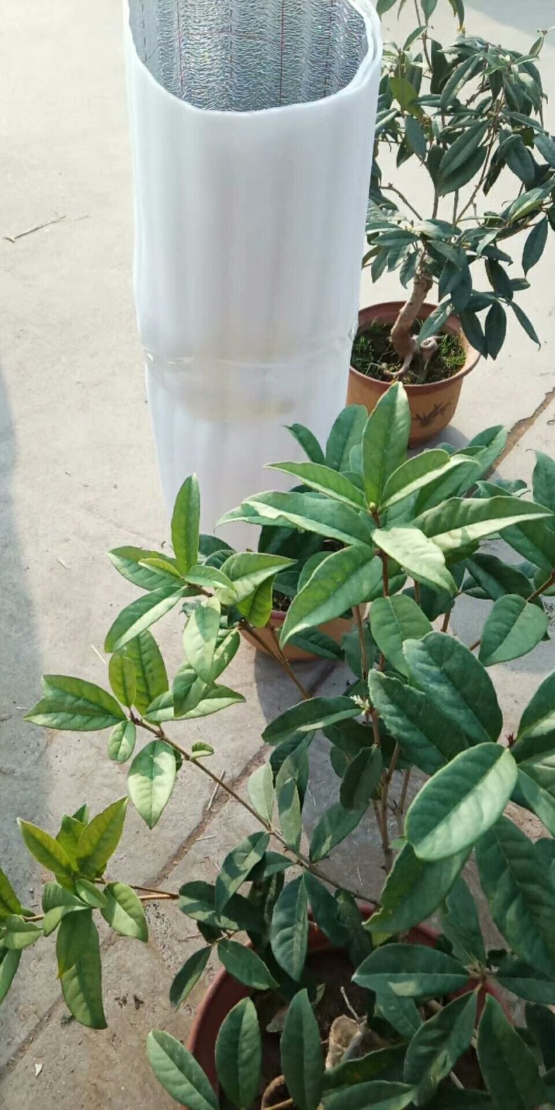 茶花，六角大红，香妃盆景茶花，室内绿植，