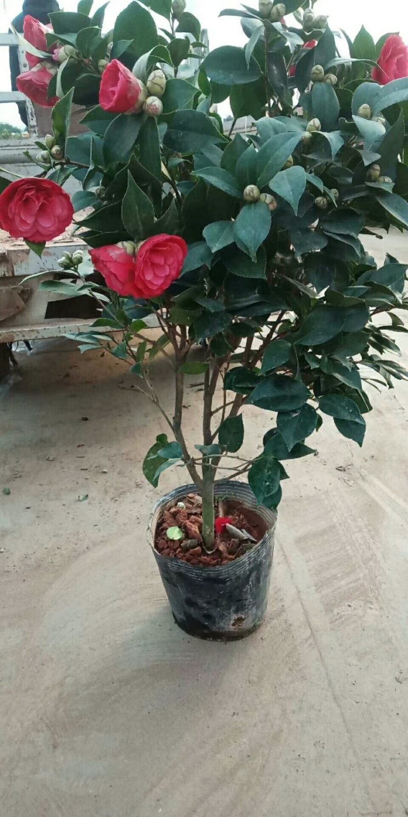 茶花，六角大红，香妃盆景茶花，室内绿植，