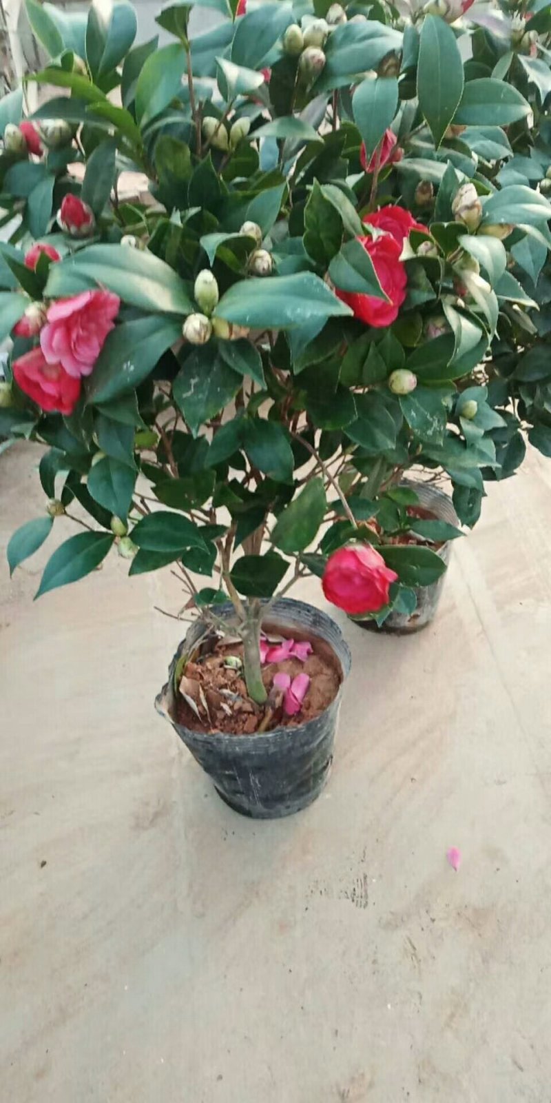 茶花，六角大红，香妃盆景茶花，室内绿植，