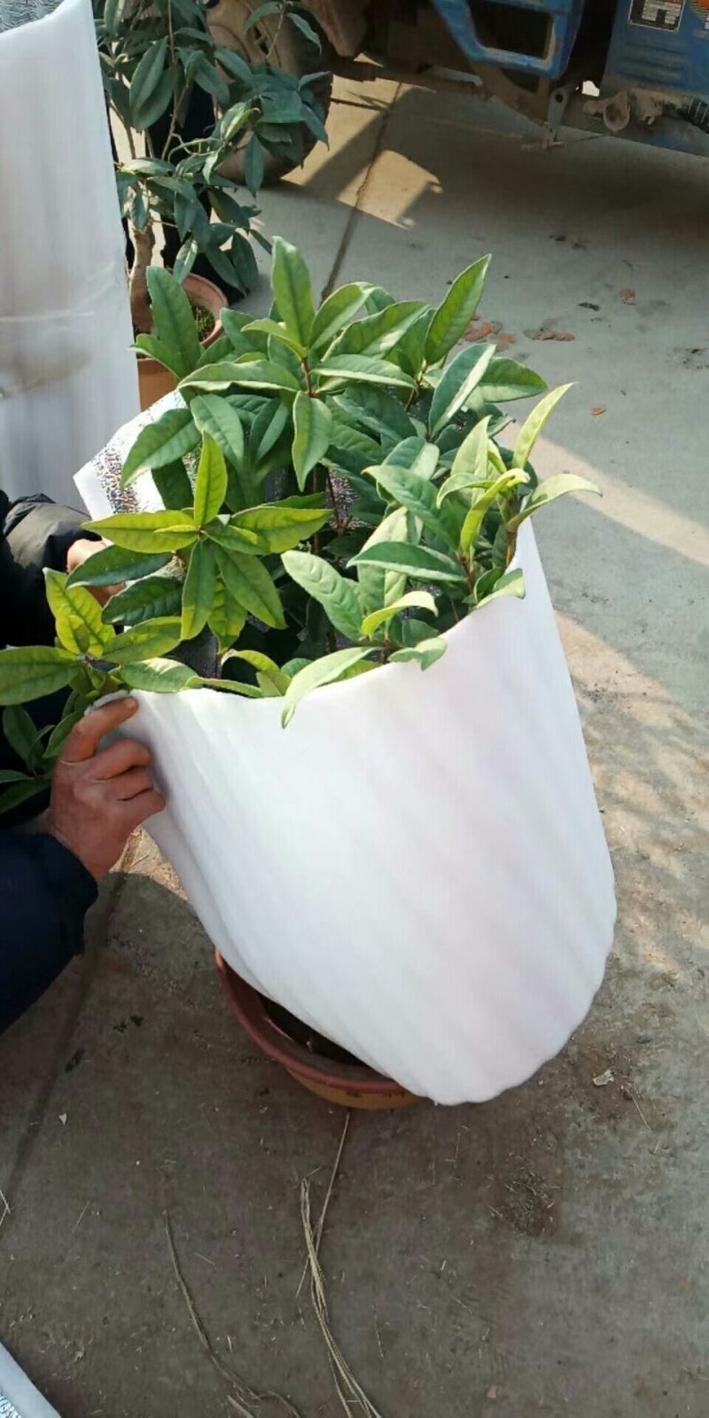 茶花，六角大红，香妃盆景茶花，室内绿植，