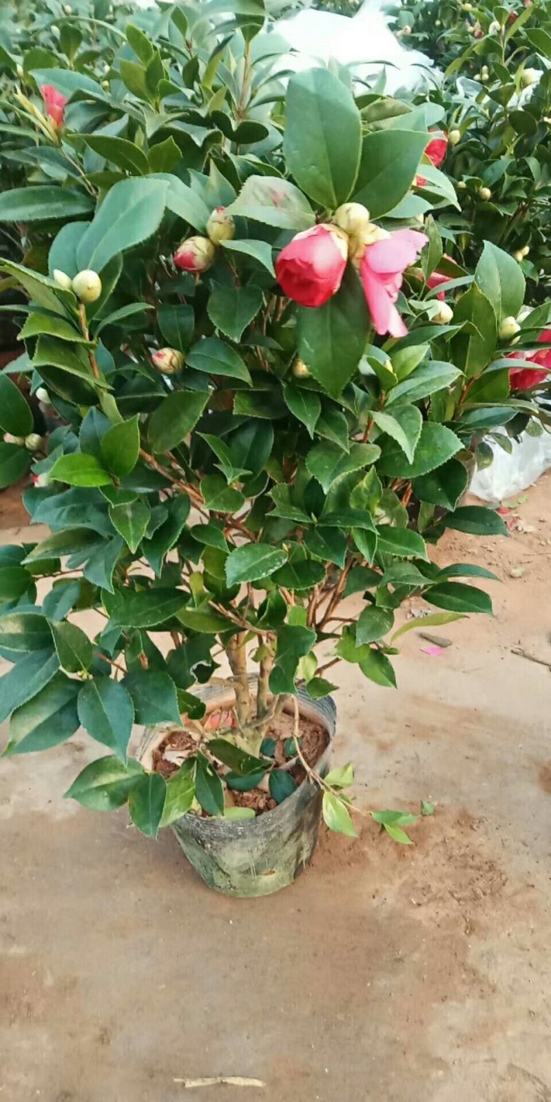 茶花，六角大红，香妃盆景茶花，室内绿植，