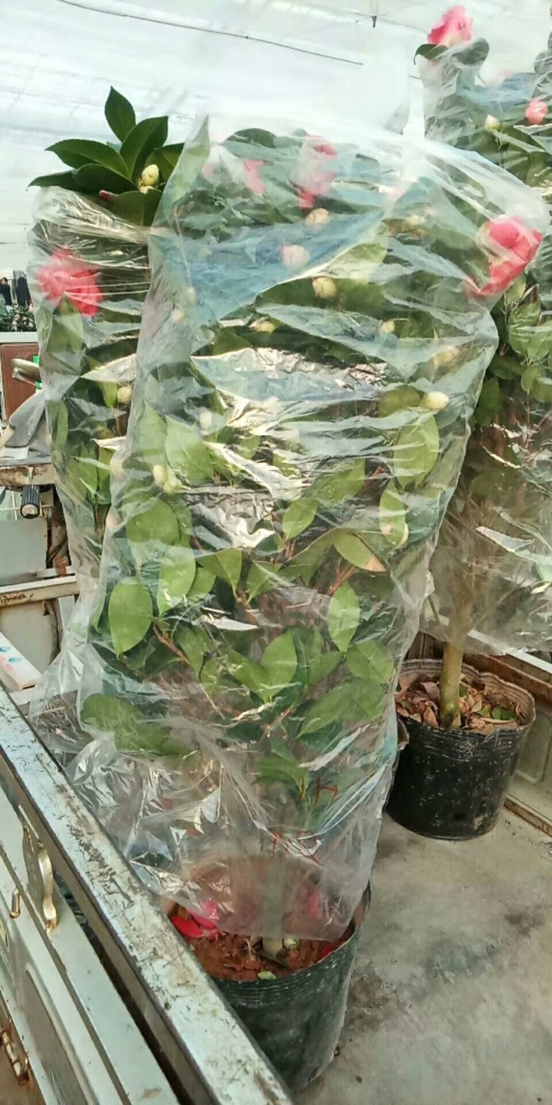 茶花，六角大红，香妃盆景茶花，室内绿植，