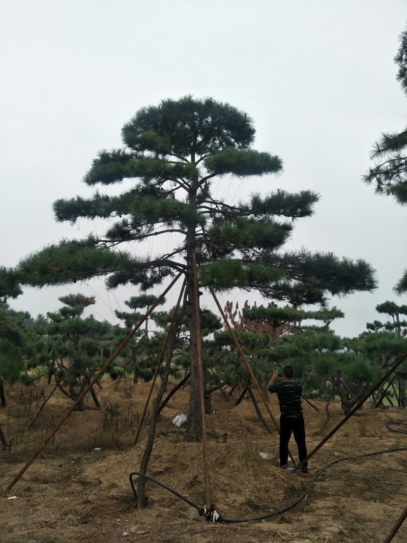 精品2-10米造型松正在热销中自然园林造型松基地