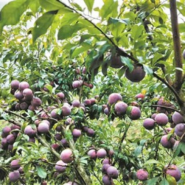 【热卖】大果三华李正宗广西桂林阳朔大果三华李苗直销包邮