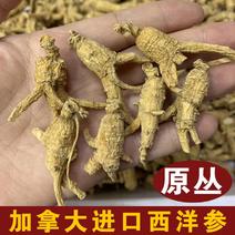 【有好货】加拿大进口西洋参原丛花旗参选丛粒头软枝可切片