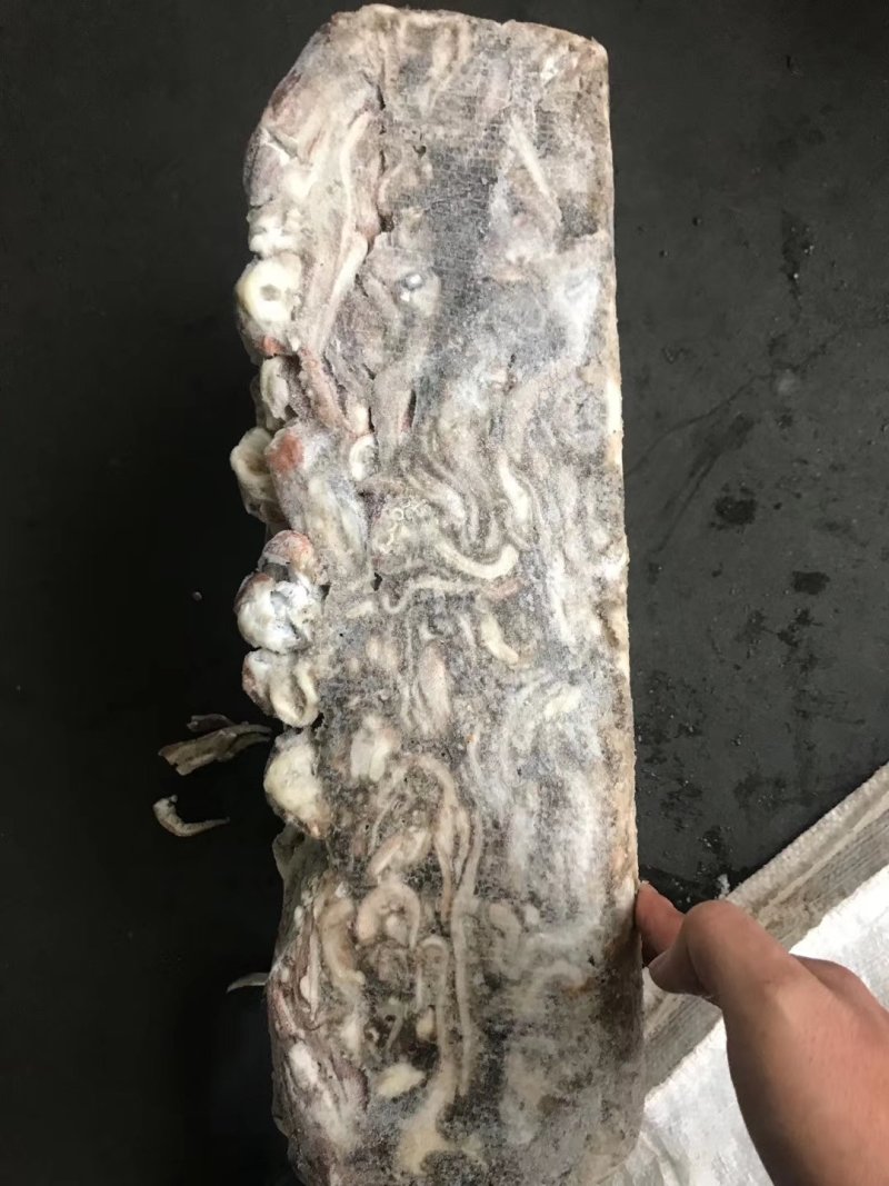 鱿鱼头北太赤鱿