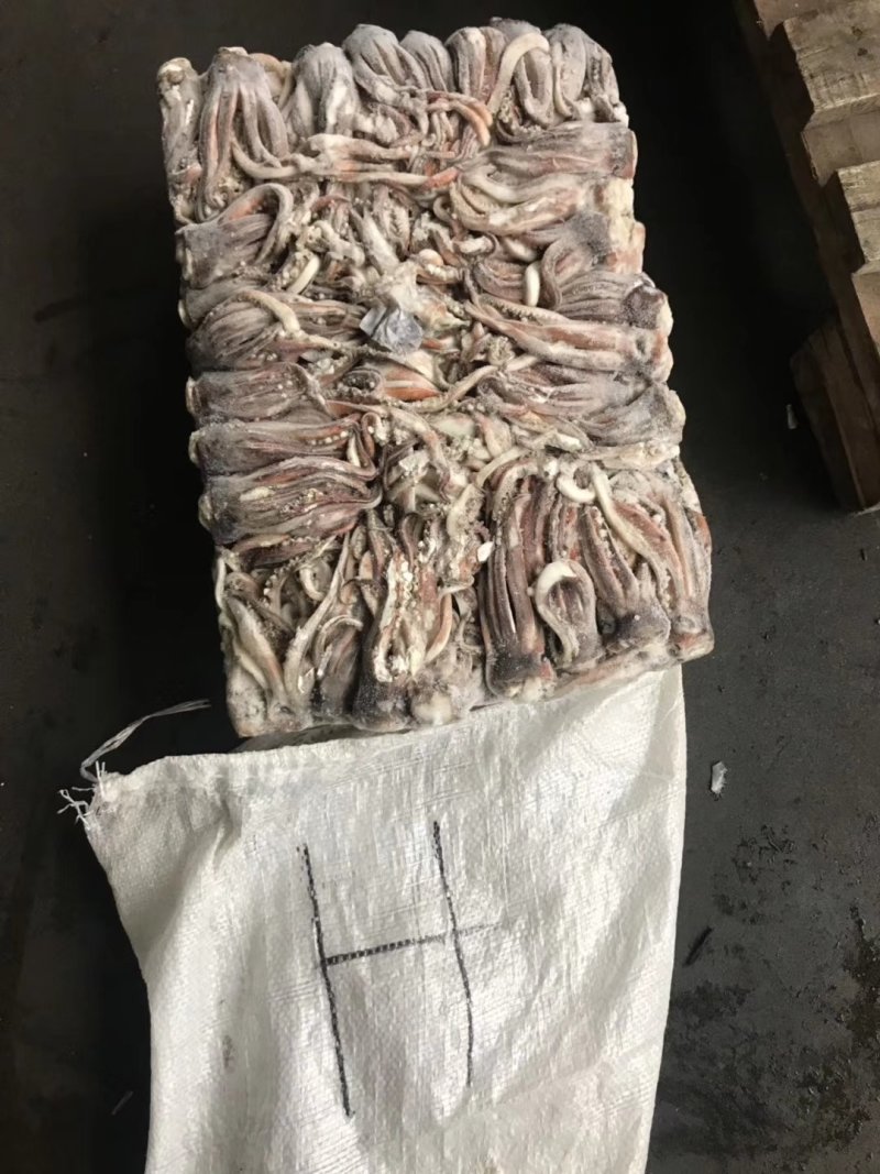 鱿鱼头北太赤鱿