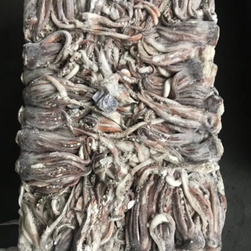 鱿鱼头北太赤鱿