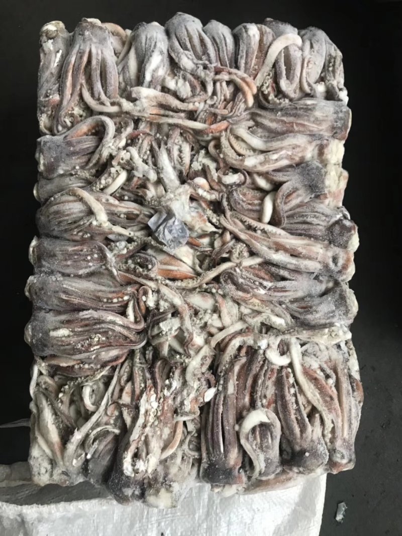 鱿鱼头北太赤鱿