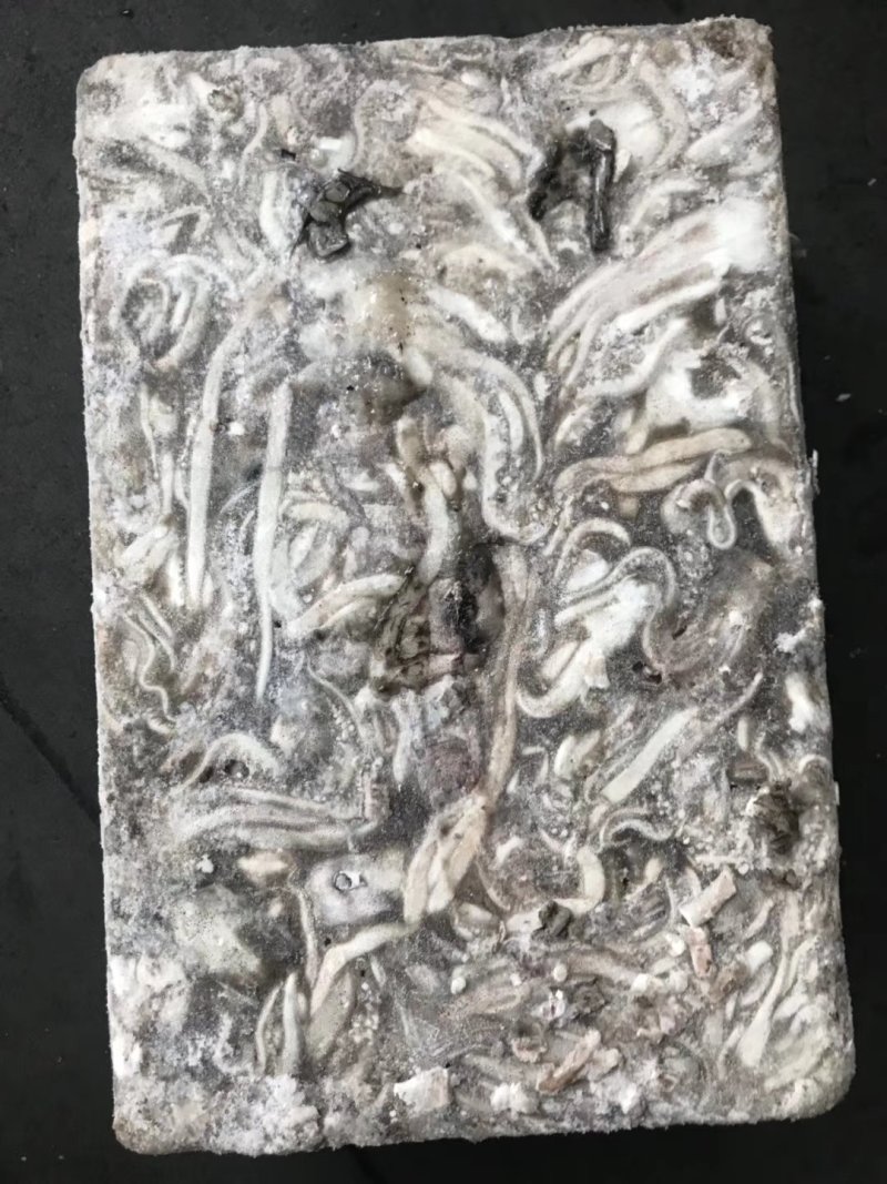 鱿鱼头北太赤鱿