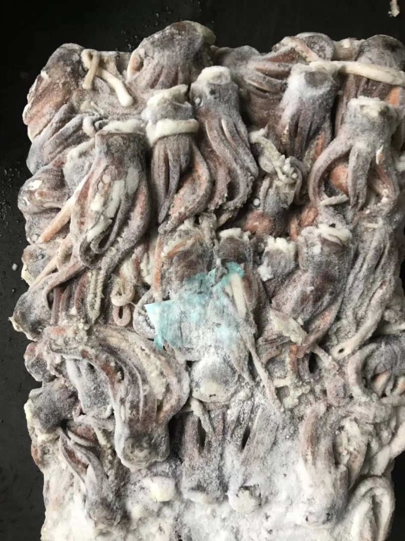 鱿鱼头北太赤鱿