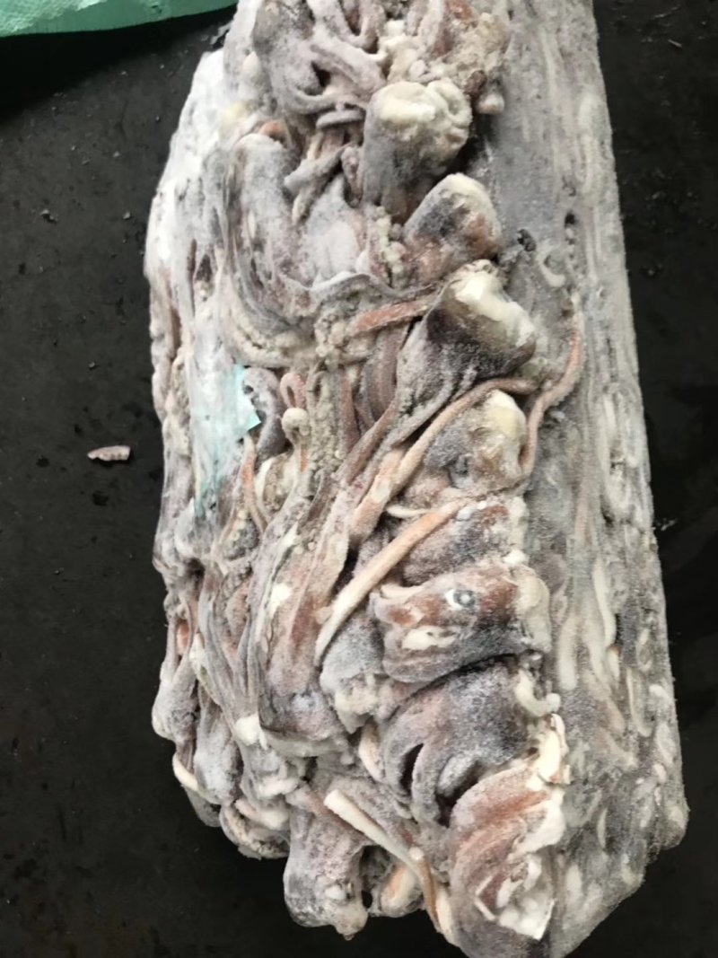 鱿鱼头北太赤鱿