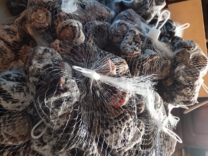 柿饼老树柿饼