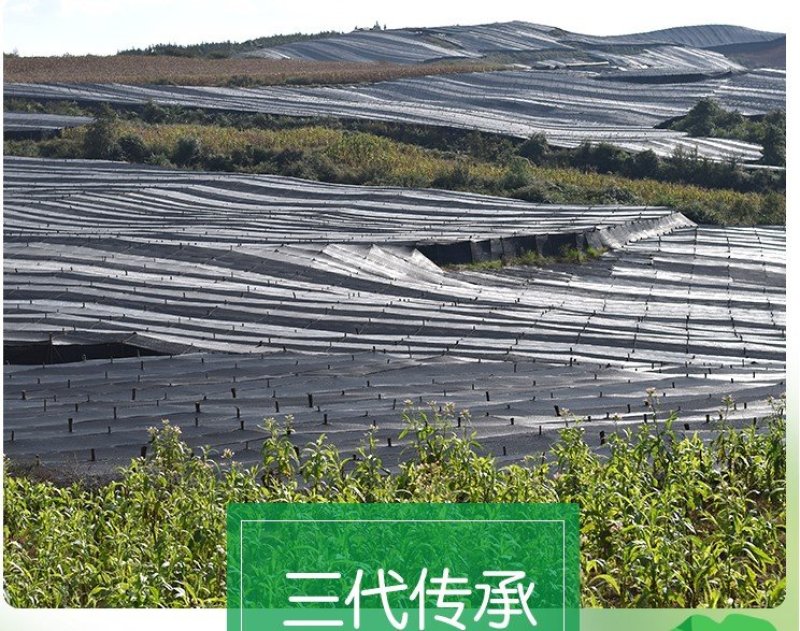 云南文山三七根须特级煲汤泡酒材料四年正品田七根须优质50
