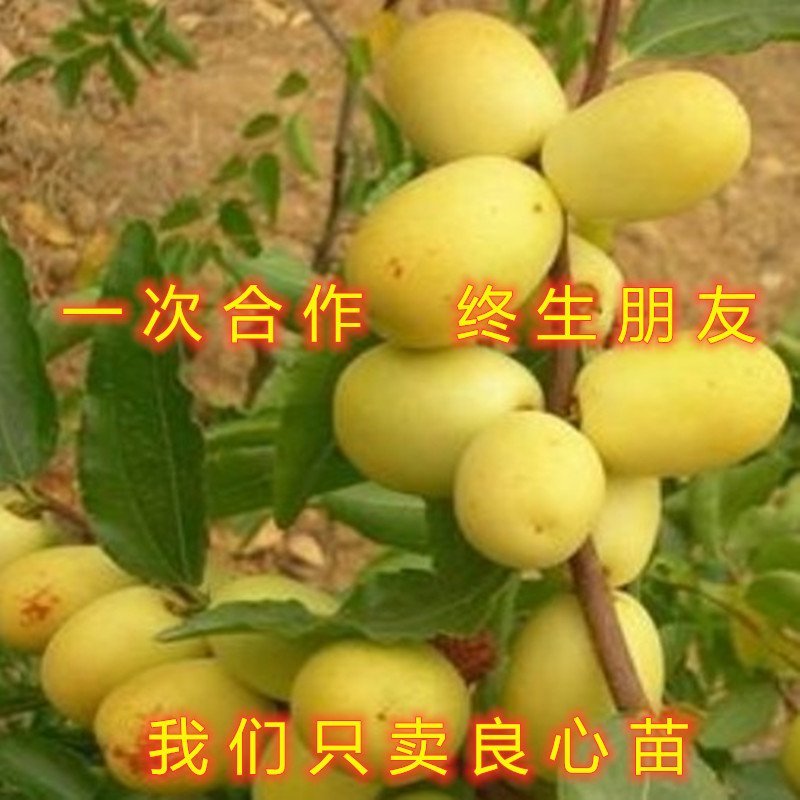 奶枣树苗超级甜好吃枣树苗南北方种植枣树苗新品种枣树