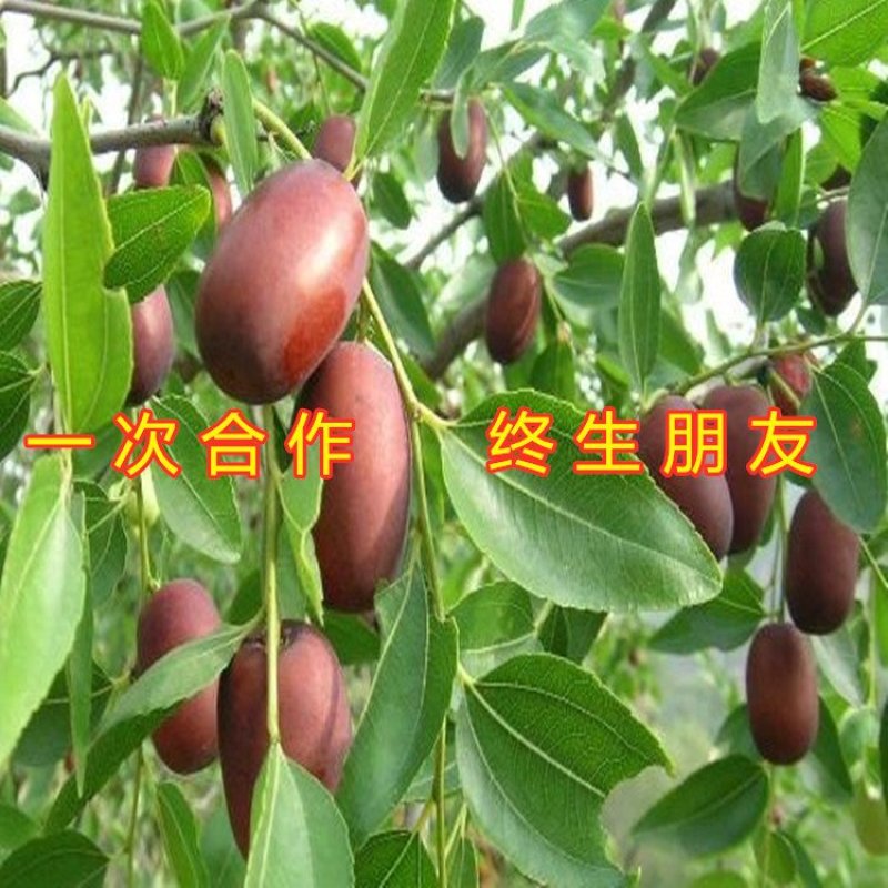 奶枣树苗超级甜好吃枣树苗南北方种植枣树苗新品种枣树