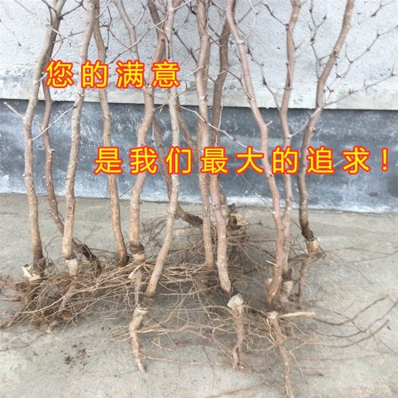 奶枣树苗超级甜好吃枣树苗南北方种植枣树苗新品种枣树