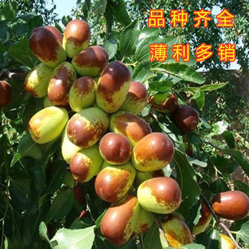 奶枣树苗超级甜好吃枣树苗南北方种植枣树苗新品种枣树
