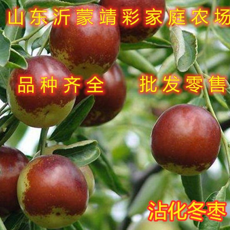 奶枣树苗超级甜好吃枣树苗南北方种植枣树苗新品种枣树