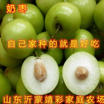 奶枣树苗超级甜好吃枣树苗南北方种植枣树苗新品种枣树