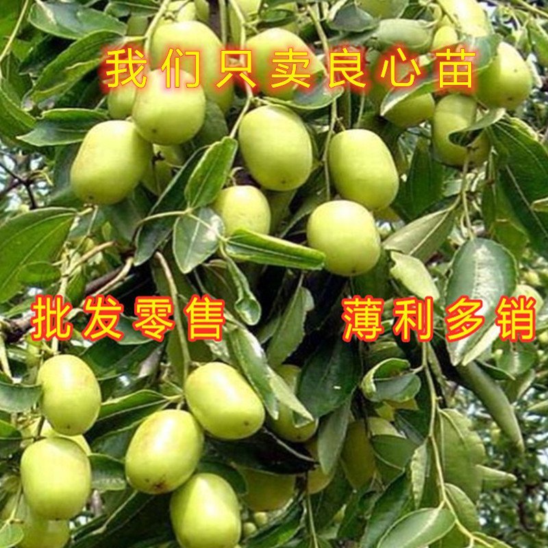 奶枣树苗超级甜好吃枣树苗南北方种植枣树苗新品种枣树