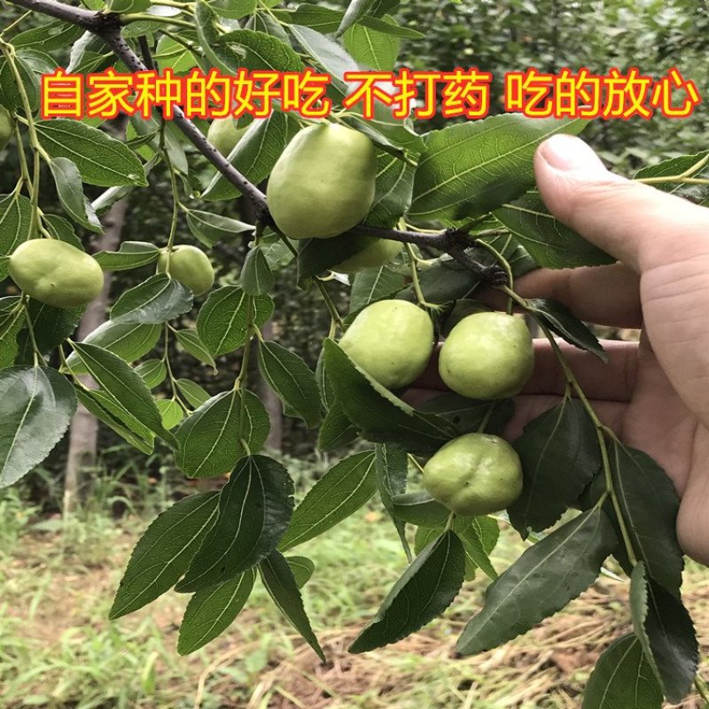 奶枣树苗超级甜好吃枣树苗南北方种植枣树苗新品种枣树