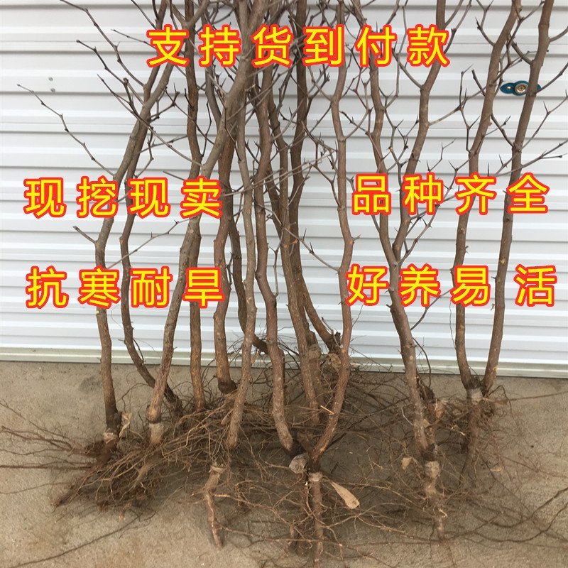 奶枣树苗超级甜好吃枣树苗南北方种植枣树苗新品种枣树