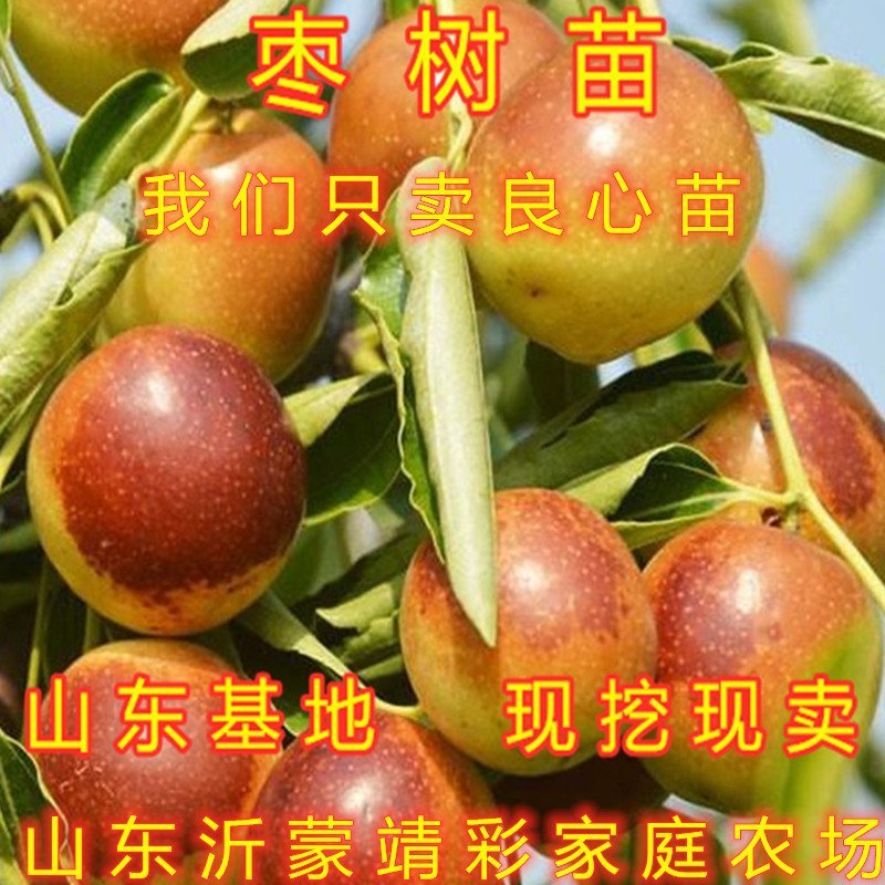 奶枣树苗超级甜好吃枣树苗南北方种植枣树苗新品种枣树