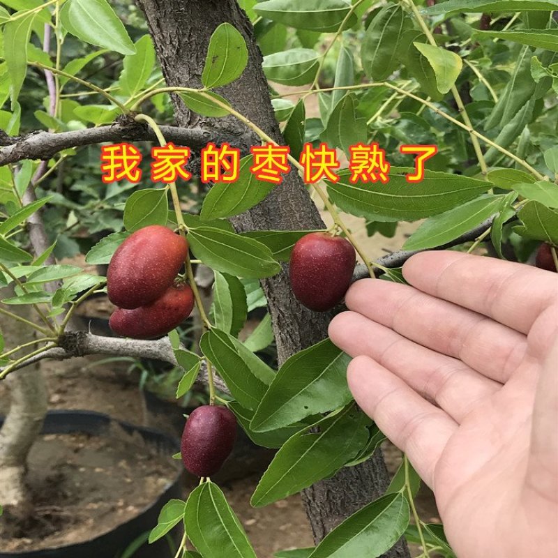 奶枣树苗超级甜好吃枣树苗南北方种植枣树苗新品种枣树