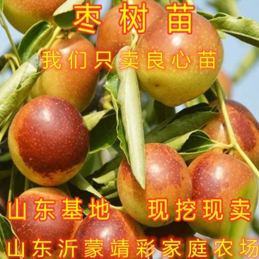 枣树苗嫁接品种枣树苗南北方种植枣树苗盆栽地栽枣树苗