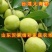 枣树苗嫁接品种枣树苗南北方种植枣树苗盆栽地栽枣树苗
