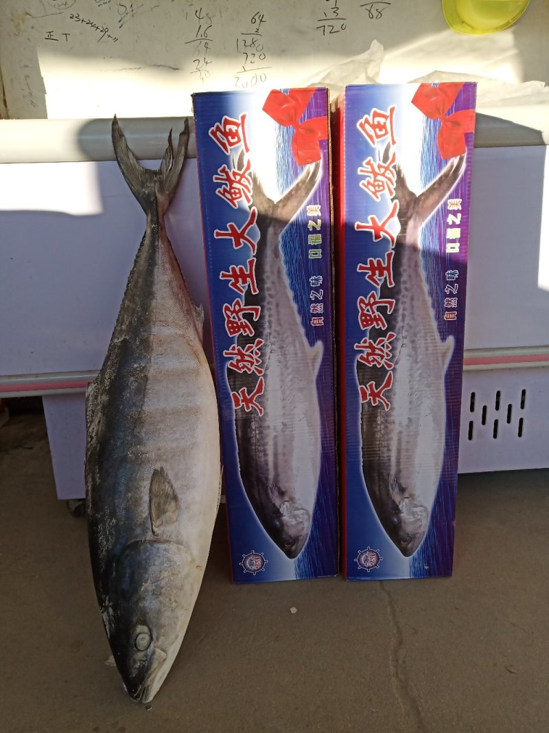 黄金鲅鱼，野生鲅鱼