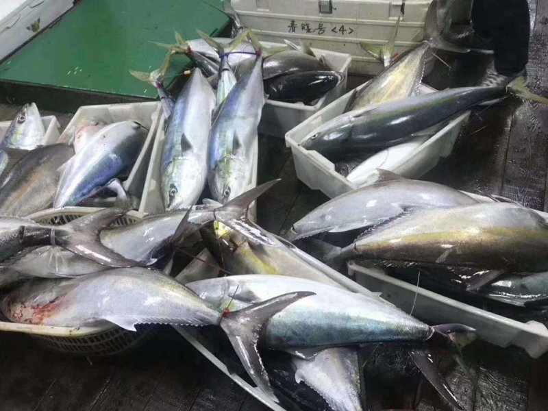 黄金鲅鱼，野生鲅鱼