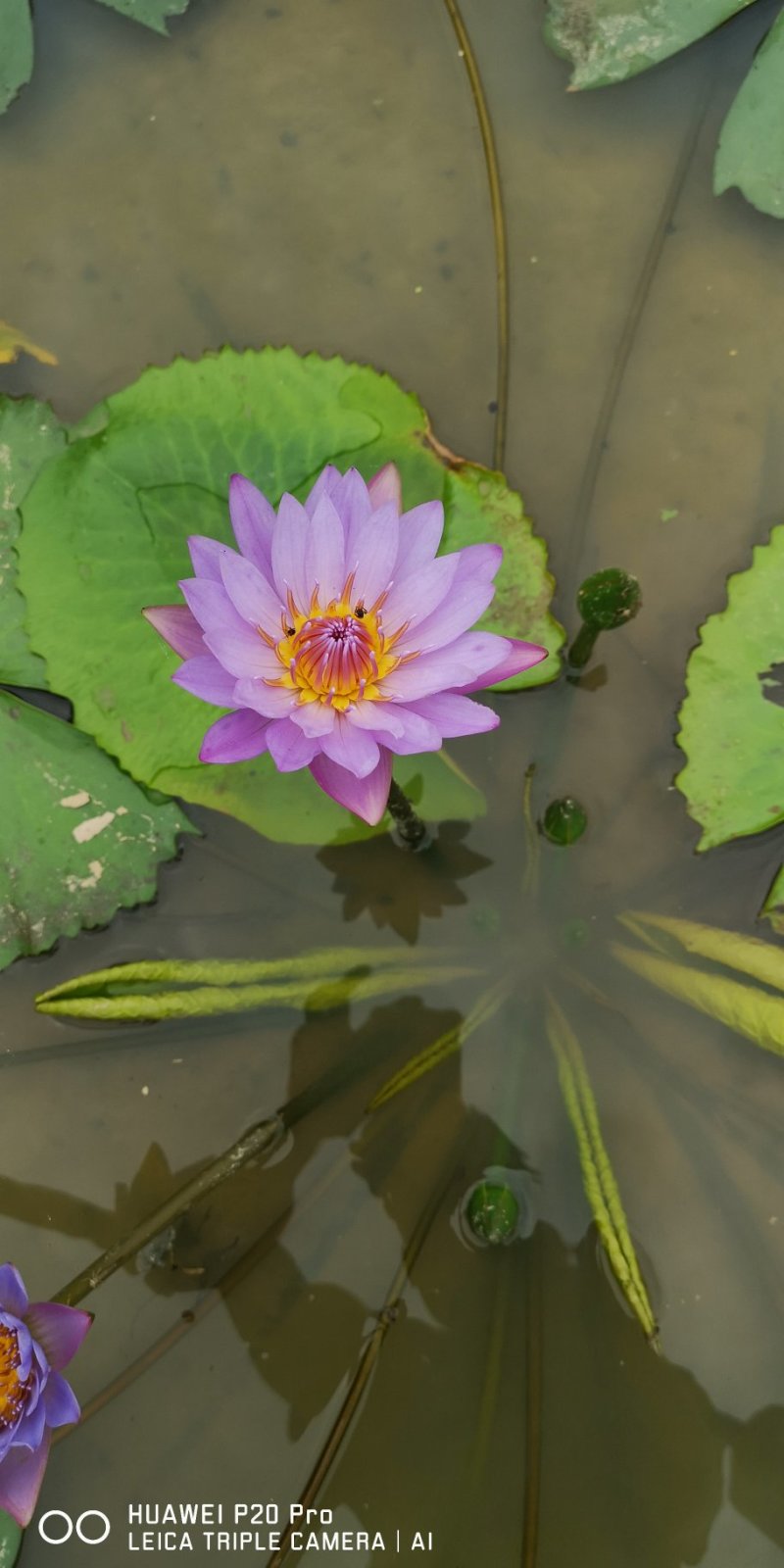 江西精品观赏荷花丰花品种莲花藕