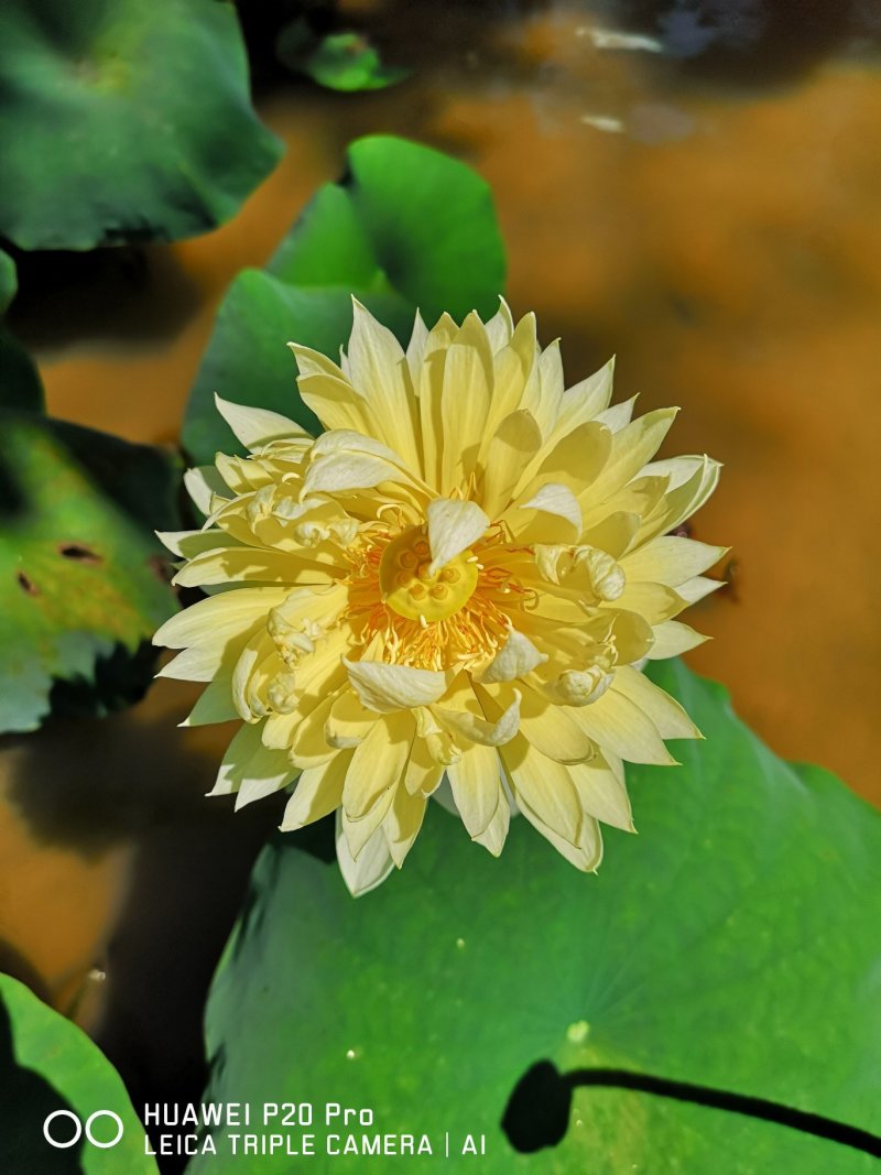 江西精品观赏荷花丰花品种莲花藕