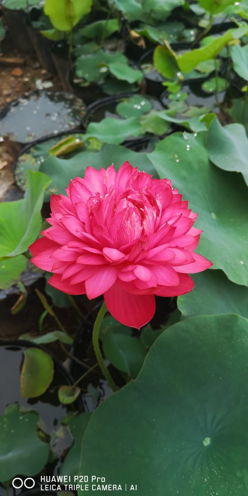 江西精品观赏荷花丰花品种莲花藕