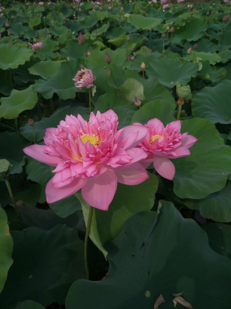 江西精品观赏荷花丰花品种莲花藕