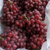 河北晋州葡萄冷库精品克伦生葡萄，货源充足，欢迎
